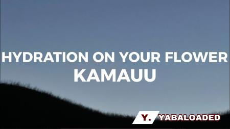 KAMAUU – Garden hydration on your flower blossom for me Latest Songs